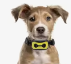 Ultraschall Antibellhalsband für Hunde – Stoppt Bellen Effektiv | Avenirship