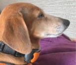 Ultraschall Antibellhalsband für Hunde – Stoppt Bellen Effektiv | Avenirship