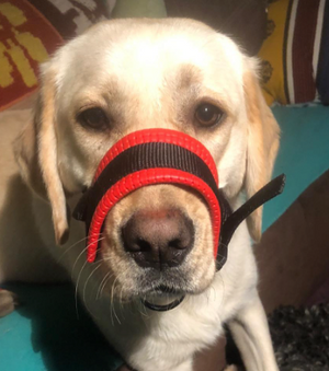 Bequemer Hundemaulkorb gegen Bellen für ruhige Spaziergänge - atmungsaktiv, sicher, effektiver Anti-Bell-Schutz