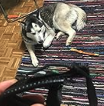 Bequemer Hundemaulkorb gegen Bellen für ruhige Spaziergänge - atmungsaktiv, sicher, effektiver Anti-Bell-Schutz