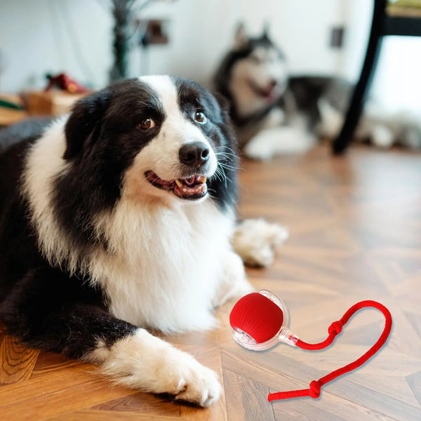 Katzen- und Hundespielzeug Smart Ball