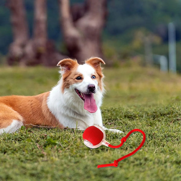 Katzen und Hundespielzeug Ball | Avenirship