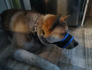 Bequemer Hundemaulkorb gegen Bellen für ruhige Spaziergänge - atmungsaktiv, sicher, effektiver Anti-Bell-Schutz