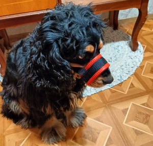Bequemer Hundemaulkorb gegen Bellen für ruhige Spaziergänge - atmungsaktiv, sicher, effektiver Anti-Bell-Schutz