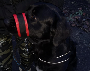 Bequemer Hundemaulkorb gegen Bellen für ruhige Spaziergänge - atmungsaktiv, sicher, effektiver Anti-Bell-Schutz